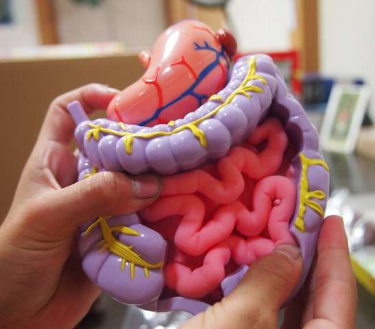 十二指腸は小腸の一部だ、っていう人もいます
