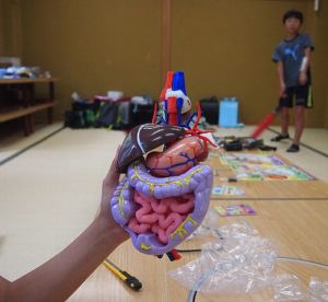 表(おなか側)からみるとこんな感じ…