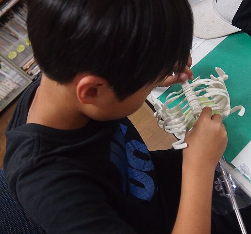 ふたたびコツコツと肋骨作業