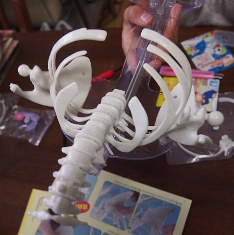 その下の肋骨をはめます
