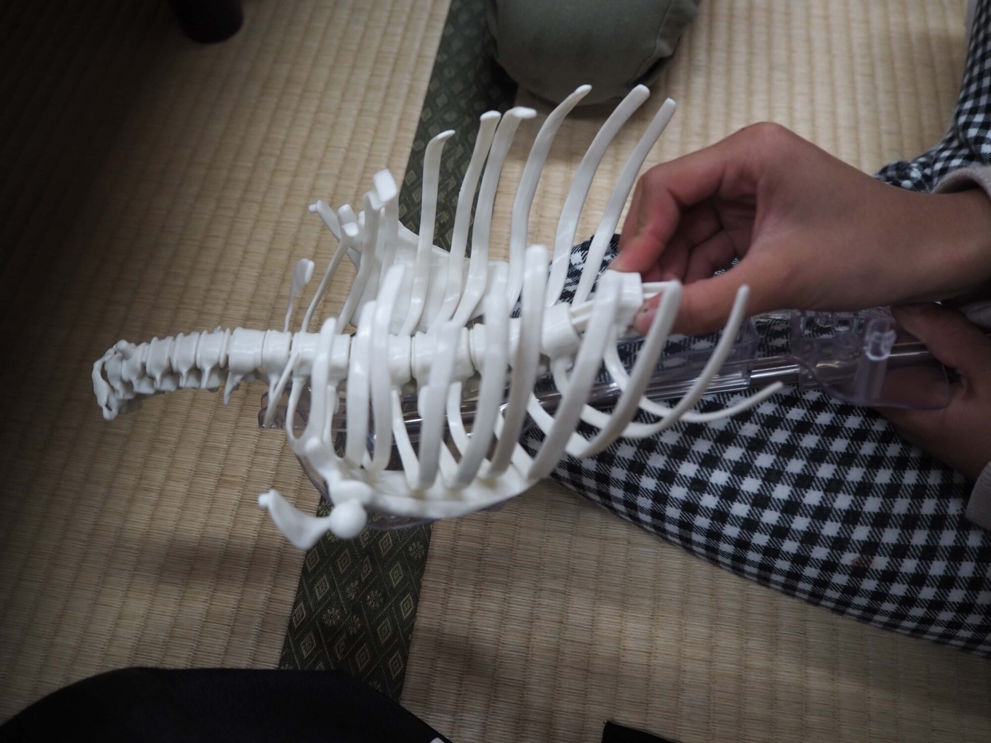 下のほうのろっ骨は小さ目です。