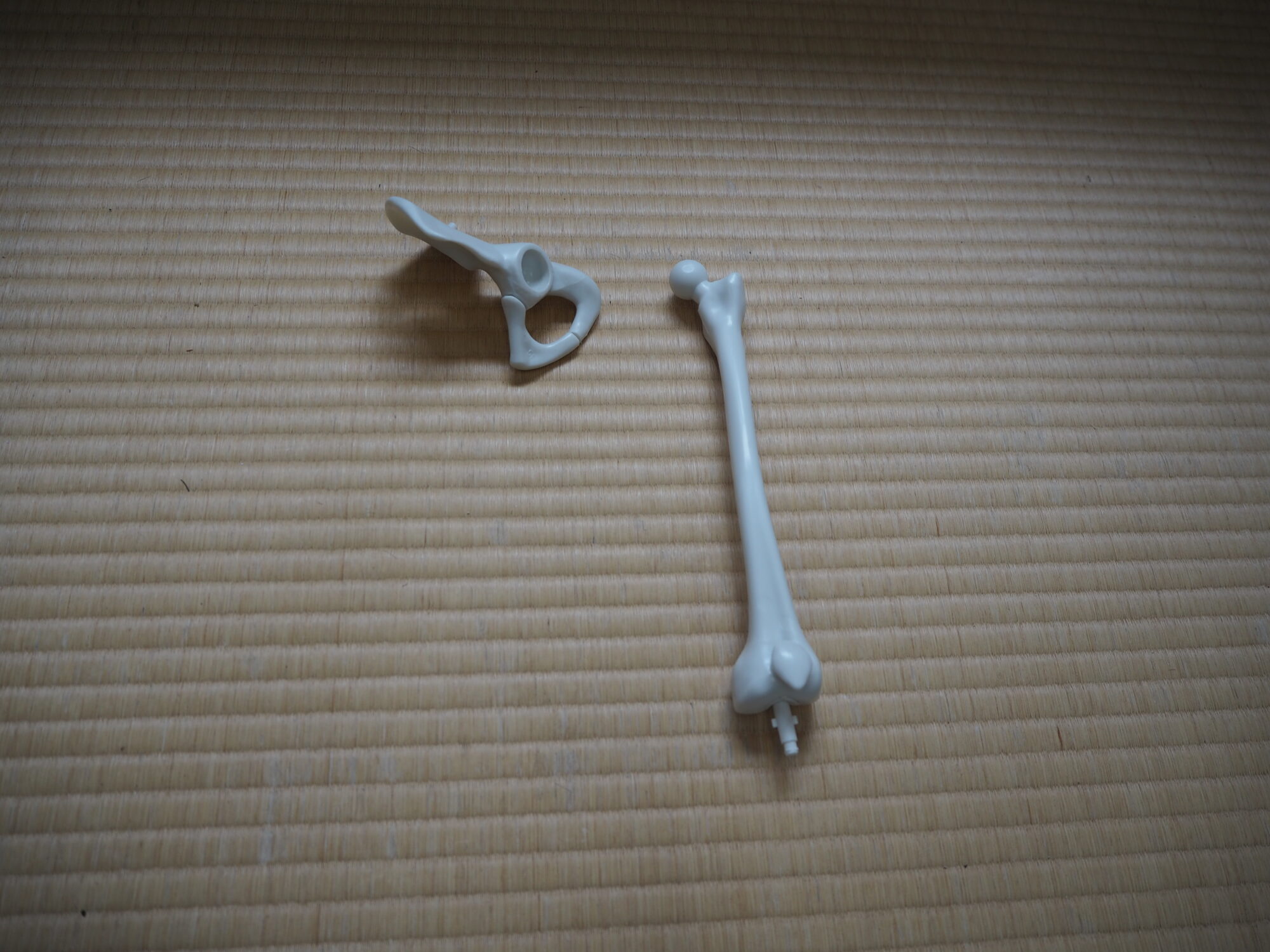 左の大腿骨(だいたいこつ)を、52号で組み立てた左側骨盤パーツにつなぎます
