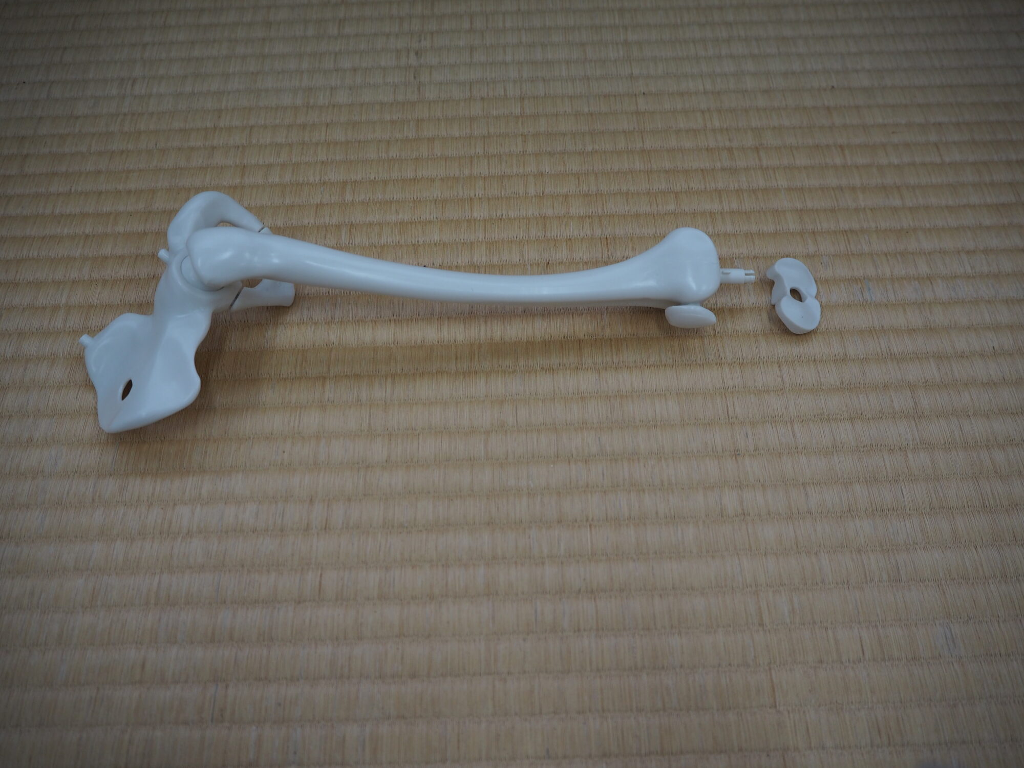 左の大腿骨にひざの骨をつなぎます。ひざの骨(右側のちいさいやつ)は弾力がある素材でできています。実際の人間のひざ関節も、弾力のある軟骨によって、骨と骨がぶつかってもすりへらないようになっているそうです。