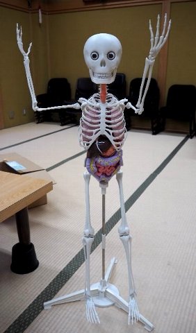 デアゴスティーニの人体模型を双子と一緒に最後まで作ってみた~!最終