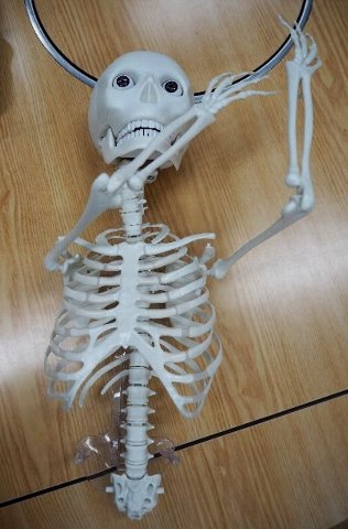 知育玩具DeAGOSTINI ホネッキー - その他