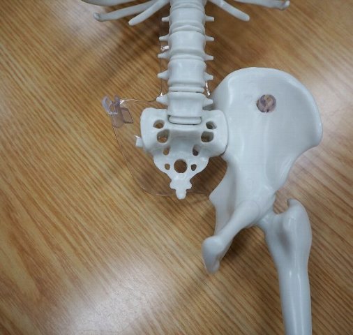 仙骨・尾骨に、骨盤を取り付けます