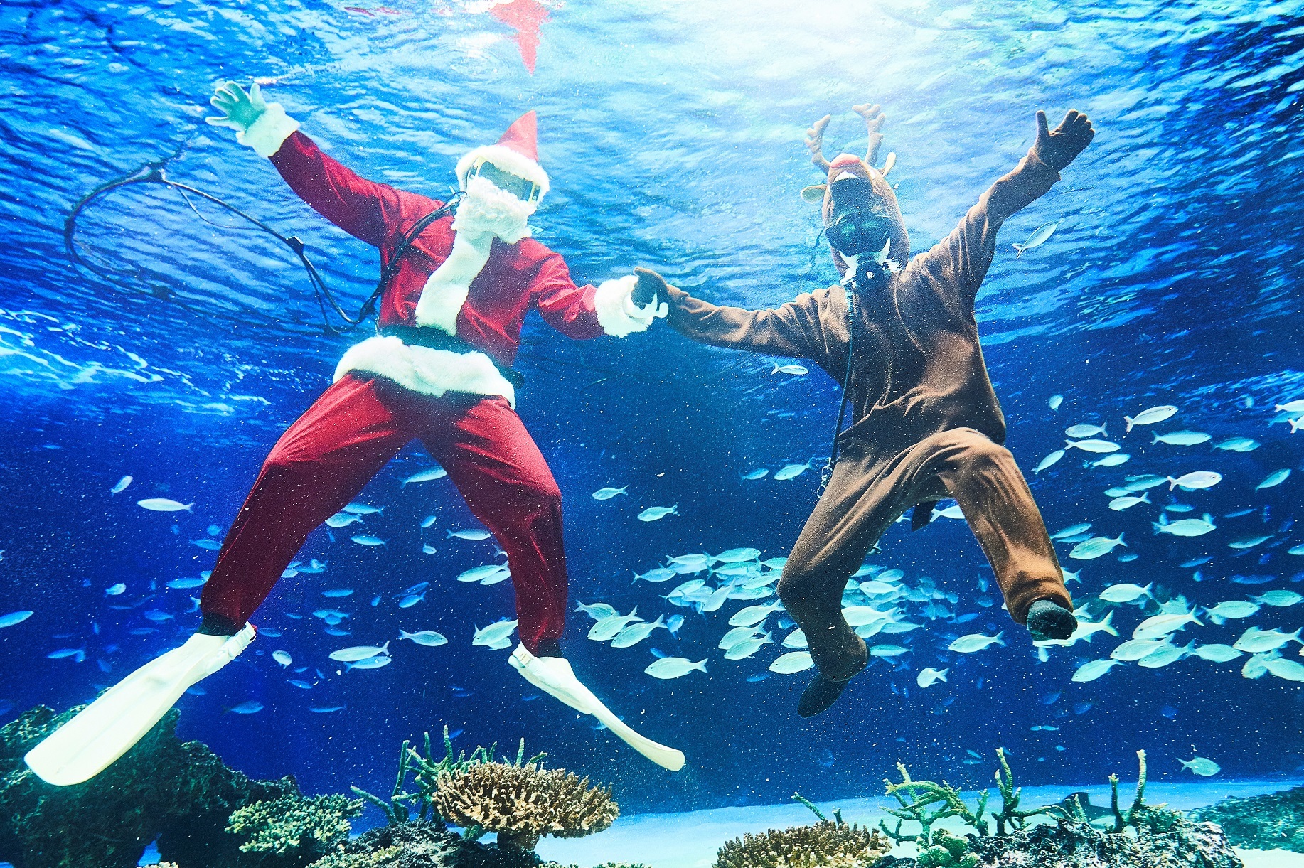水中パフォーマンスタイムはクリスマスバージョンで、大水槽「サンシャインラグーン」でサンタとトナカイが登場。