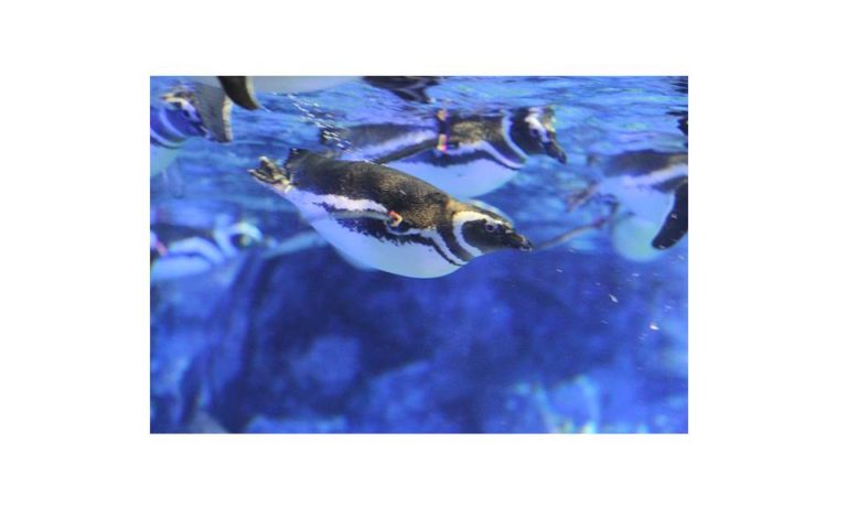 すみだ水族館　入場券　