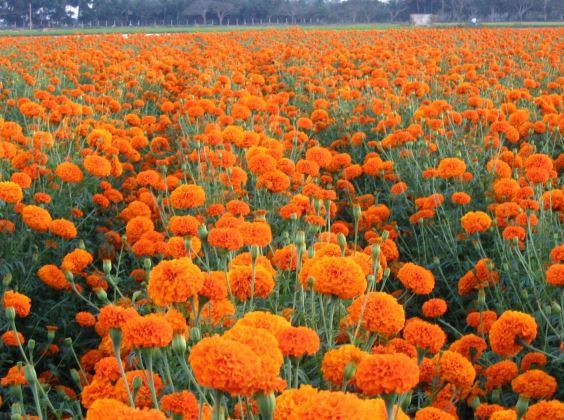 インドの契約農場で栽培