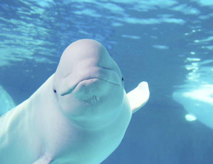 【kamogawa sea world】 ③