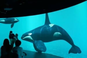 カワスイ 川崎 水族館