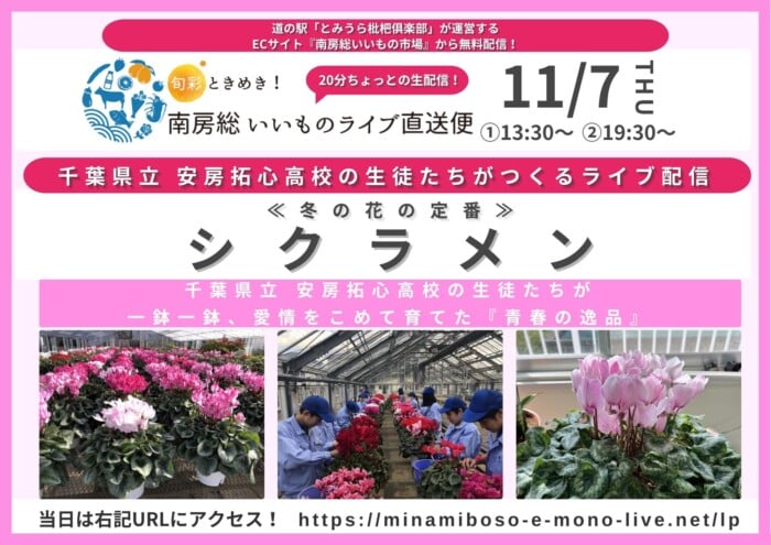 【1025】いいとこどり用南房総ライブコマースシクラメン