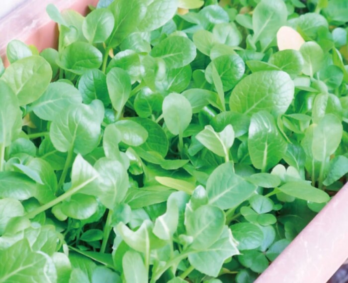 プランター収穫体験